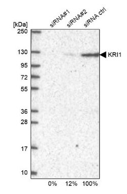 KRI1 Antibody, Novus Biologicals 0.1mL; Unlabeled:Antibodies, Polyclonal
